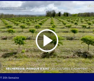 Entrevista / Television
Noticias nacionales TF1
"El almendro, un cultivo para adaptarse al cambio climatico"

8 Mayo 2024
  
Ver y/o escuchar